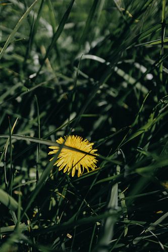 Dandelion in the grass