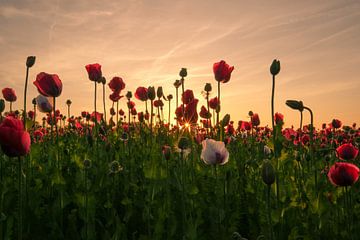 De zon als ster tussen de papavers