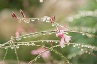 Shimmering dew