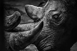 Two rhinos close-up by Chi