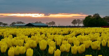 Gele Tulpen