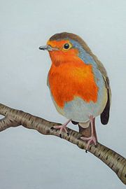 Rotkehlchen auf einem Ast von Henrieke de Kluijver
