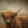 Scottish Highland Cow by Diana van Tankeren