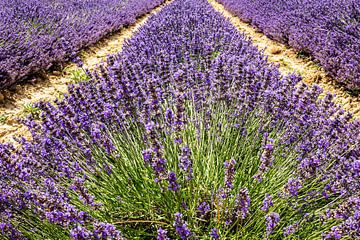 Veld met bloeiende lavendel in de Provence, Frankrijk van Dieter Walther
