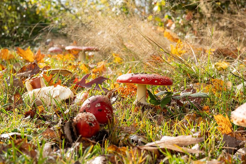 Herbstlich (1) von l.v.e. Pictures