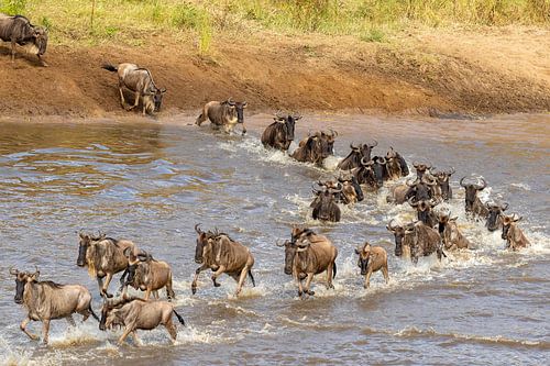 Gnoes steken de Mara-rivier over