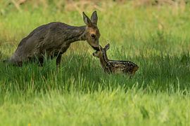 Goat with calf at Plantloon by Erwin Stevens