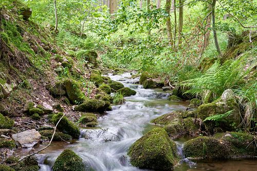 de rivier Schilfwasser bij Friedrichroda in Thüringen