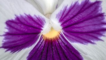 La couleur des violons