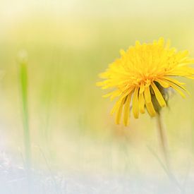 Dandelion by R Smallenbroek