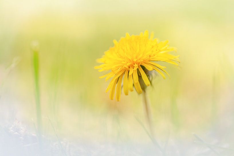 Dandelion by R Smallenbroek