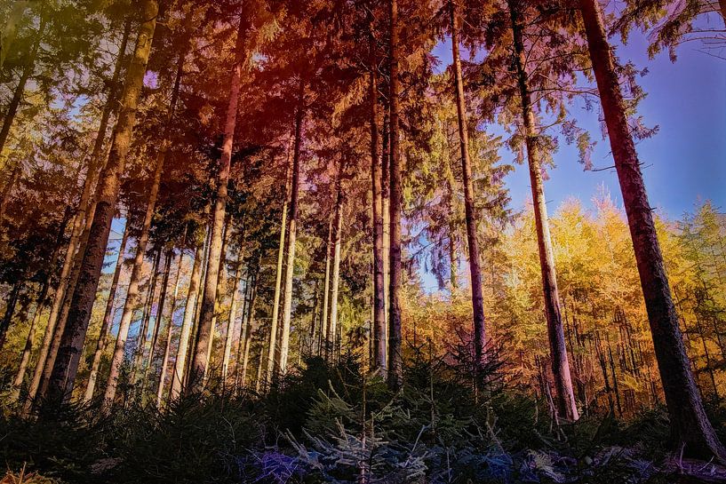 Spruce @ Vijlenerbos Epen by Rob Boon