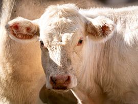 Cremefarbenes Charolais-Kalb von Helene van Rijn