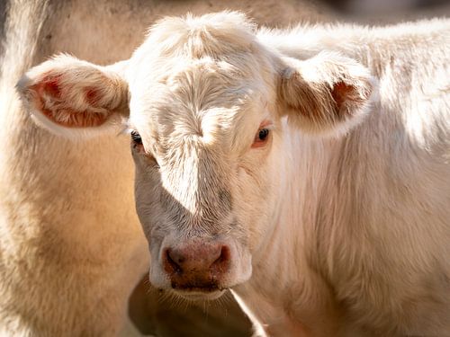 Cream-coloured Charolais calf
