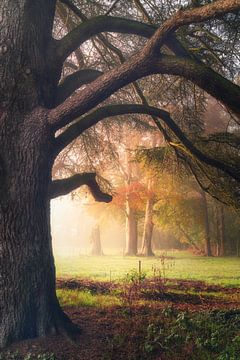 Veranderende kleuren van Loris Photography