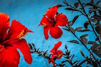 Hardy Hibiscus (Hibiscus X)