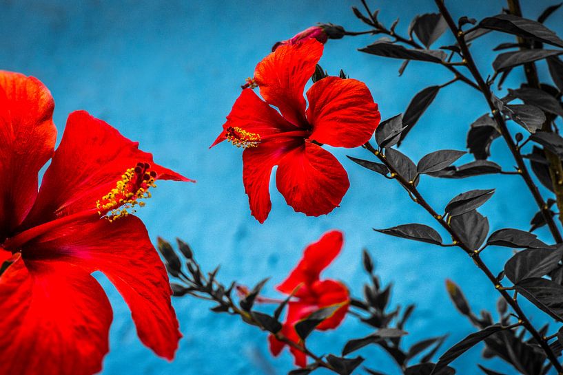 Hardy Hibiscus (Hibiscus X) by Pascal Sunday