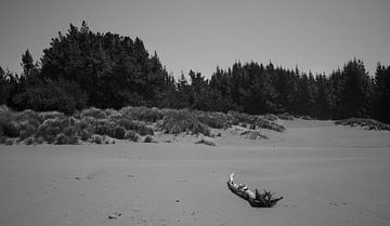 Drijfhout op het strand van Konstantin