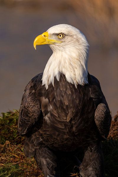 American bald eagle or Bald Eagle (Haliaeetus leucocephalus) by Gert Hilbink