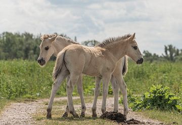 Konik veulens van Ans Bastiaanssen