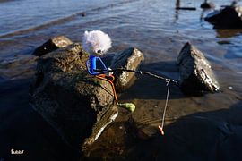 Fishing Fubby on a rock. by Sailographic Paula