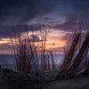 Dune grass before the last sunset light over the North Sea by Michel Seelen