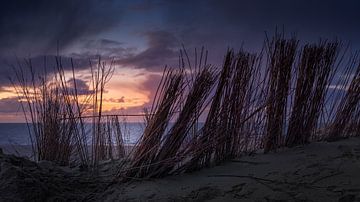 Dune grass before the last sunset light over the North Sea