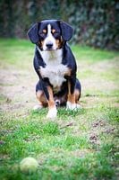 Miko, onze -jarige Entlebucher Sennenhond