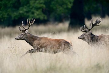 Rotwild ( Cervus elaphus ) in der Brunft, Platzhirsch vertreibt jüngeren Konkurrenten von wunderbare Erde