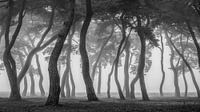 Foggy morning