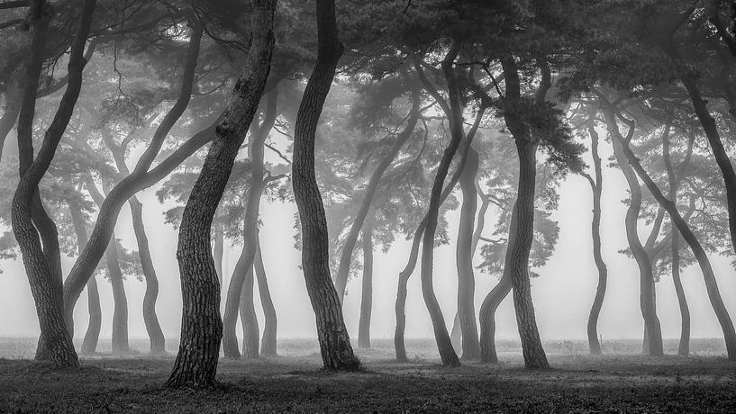 Nebliger Morgen von Tiger Seo