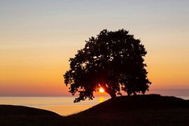 Oak Haväng by Sven-Erik Arndt