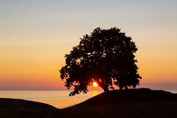 Eiche Haväng von Sven-Erik Arndt