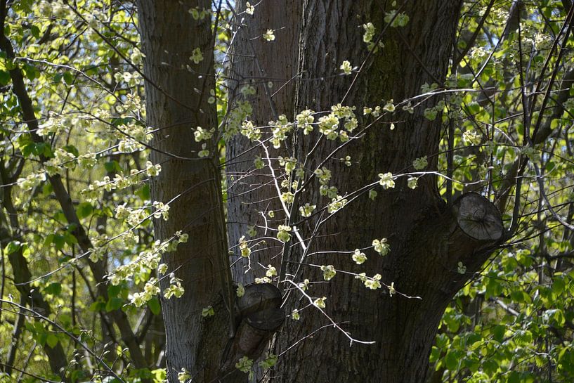 Blüte am Baum von FotoGraaG Hanneke