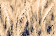 Macro wheat ear on wheat field with bokeh and toning by Dieter Walther thumbnail