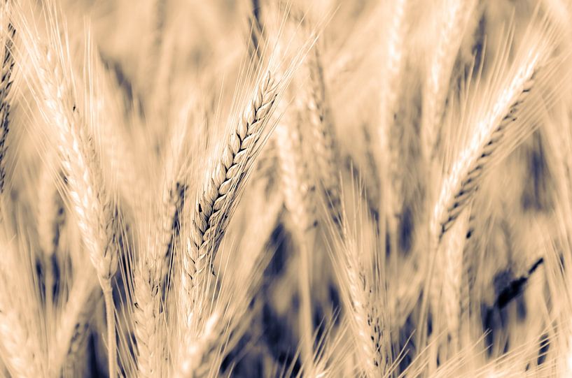Macro wheat ear on wheat field with bokeh and toning by Dieter Walther