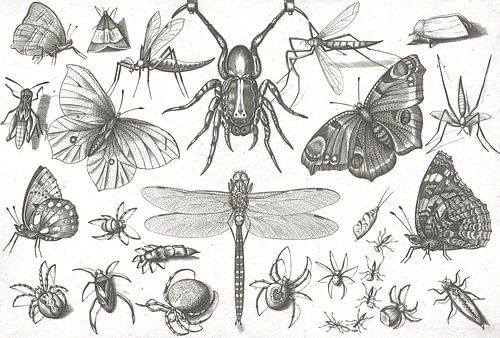 Insectes par Jacob Hoefnagel, d'après Joris Hoefnagel, 1630