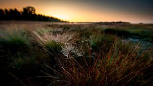 Spinnennetz zwischen zwei Grasstielen bei Sonnenaufgang