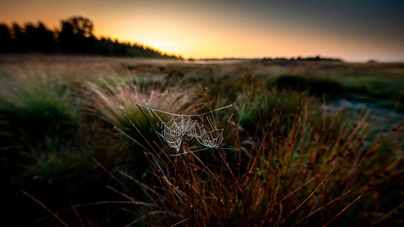 Spinnenweb tussen twee grasstengels bij zonsopkomst van Jenco van Zalk