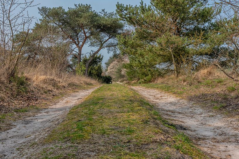 Sandpath by arie oversier