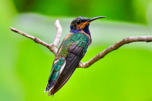 Kolibri in seinem natürlichen Lebensraum in Trinidad und Tobago von Vandervelden fotografie