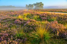 Sunrise over a heather landscape by Sjoerd van der Wal Photography