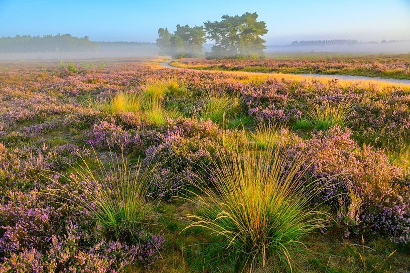 Sonnenaufgang über einer Heidelandschaft von Sjoerd van der Wal Fotografie