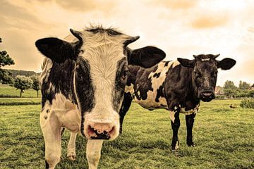 Vaches au pâturage Vieilles