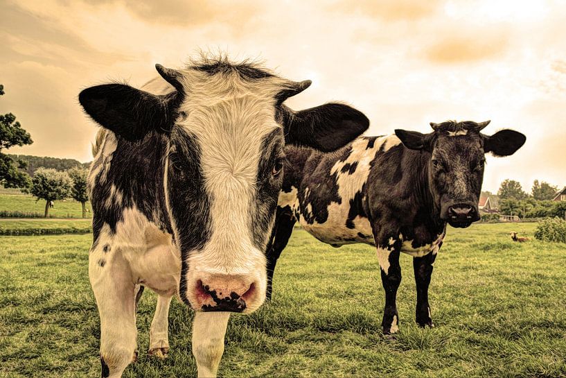 Cows in Pasture Old by Hendrik-Jan Kornelis