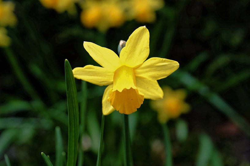 daffodil by Lea-Marie Littwin