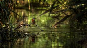 IJsvogel sur Maarten van der Voorde