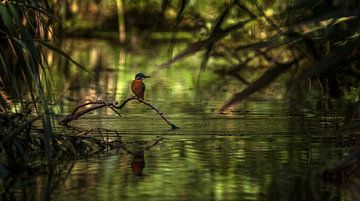 IJsvogel van Maarten van der Voorde