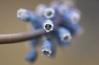 in einer blauen Traube hyacinthe von Tania Perneel Miniaturansicht