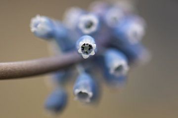 in einer blauen Traube hyacinthe von Tania Perneel